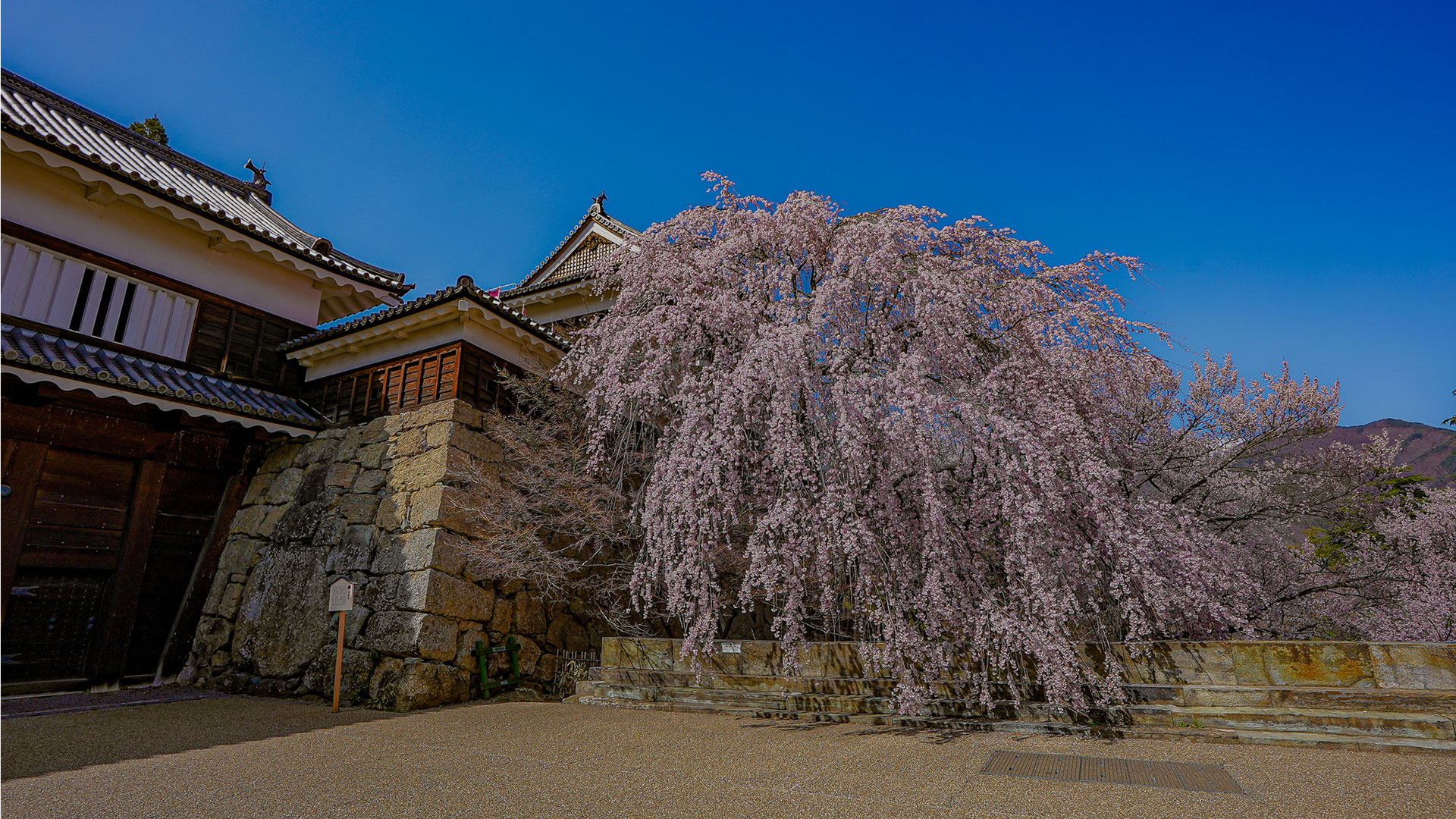 春の上田城14