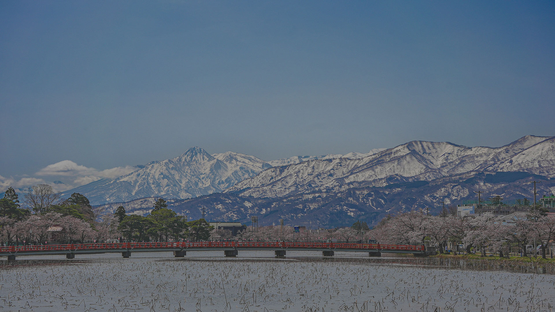 春の高田城20