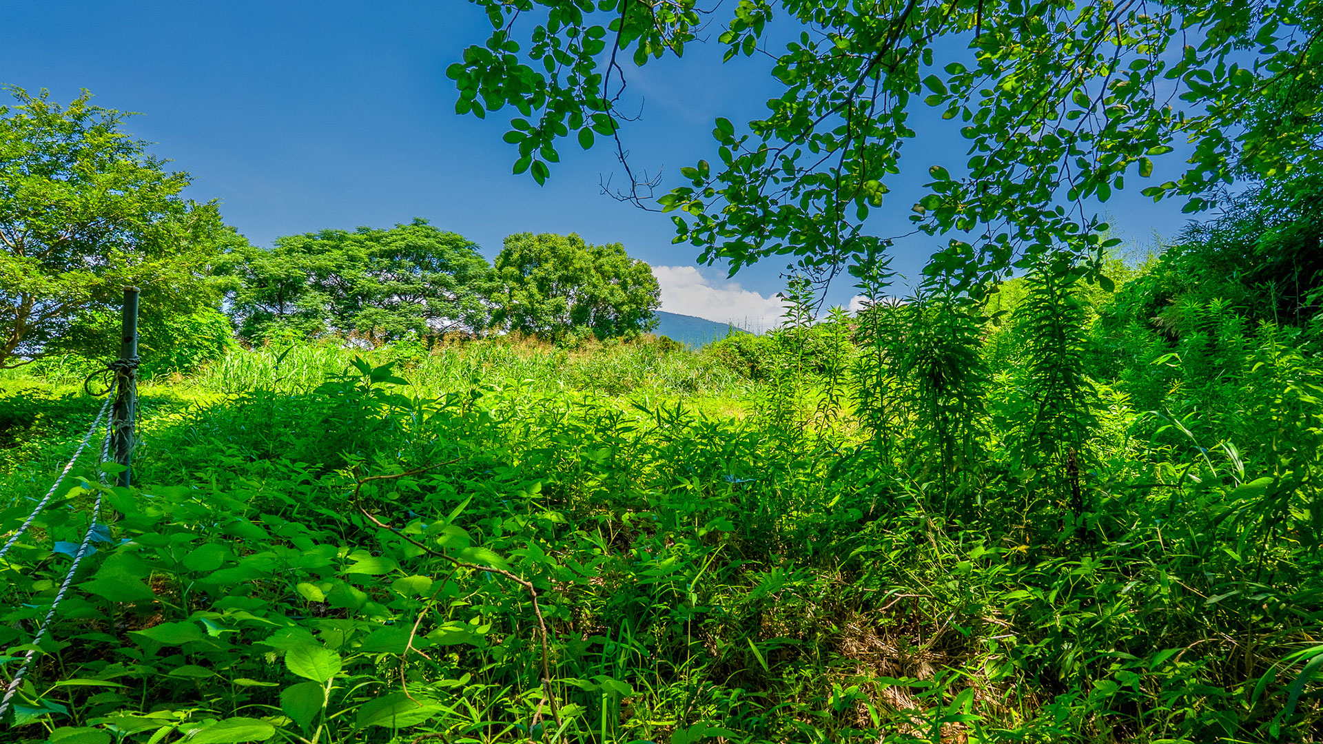 夏の興国寺城9