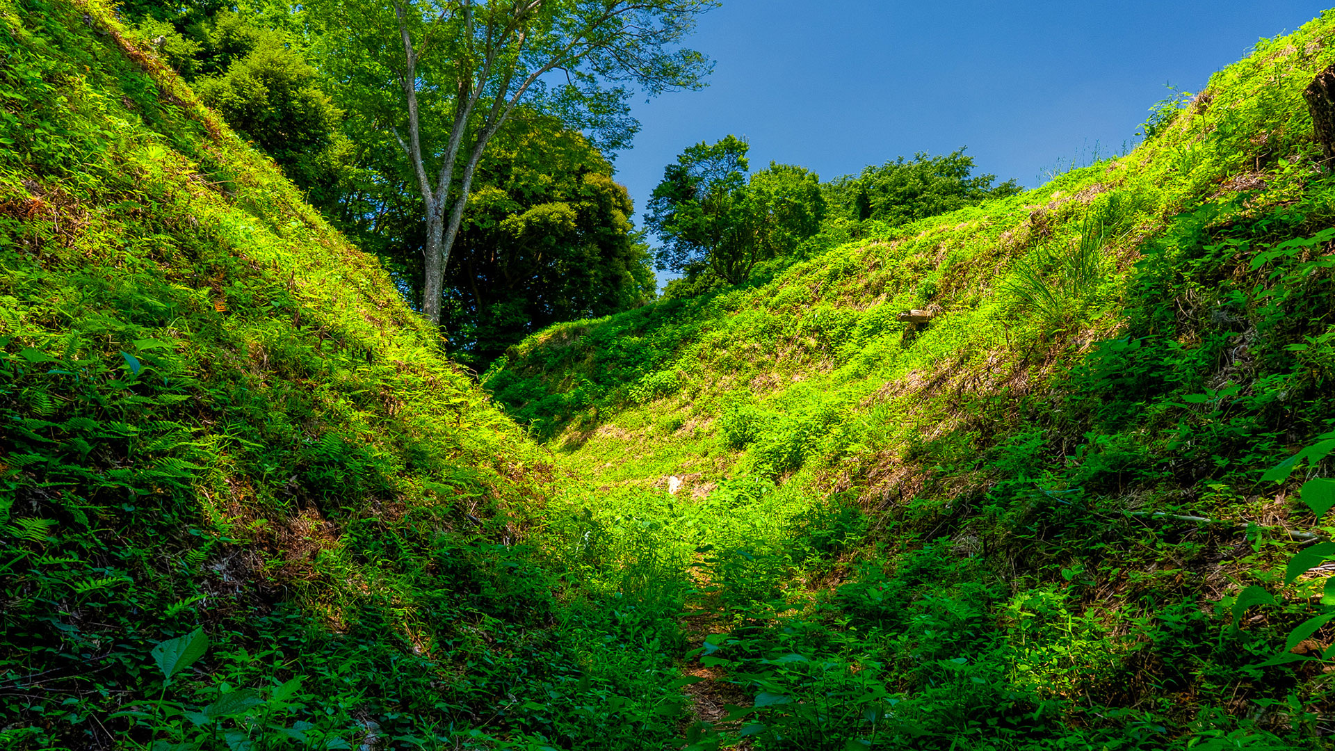 夏の興国寺城10