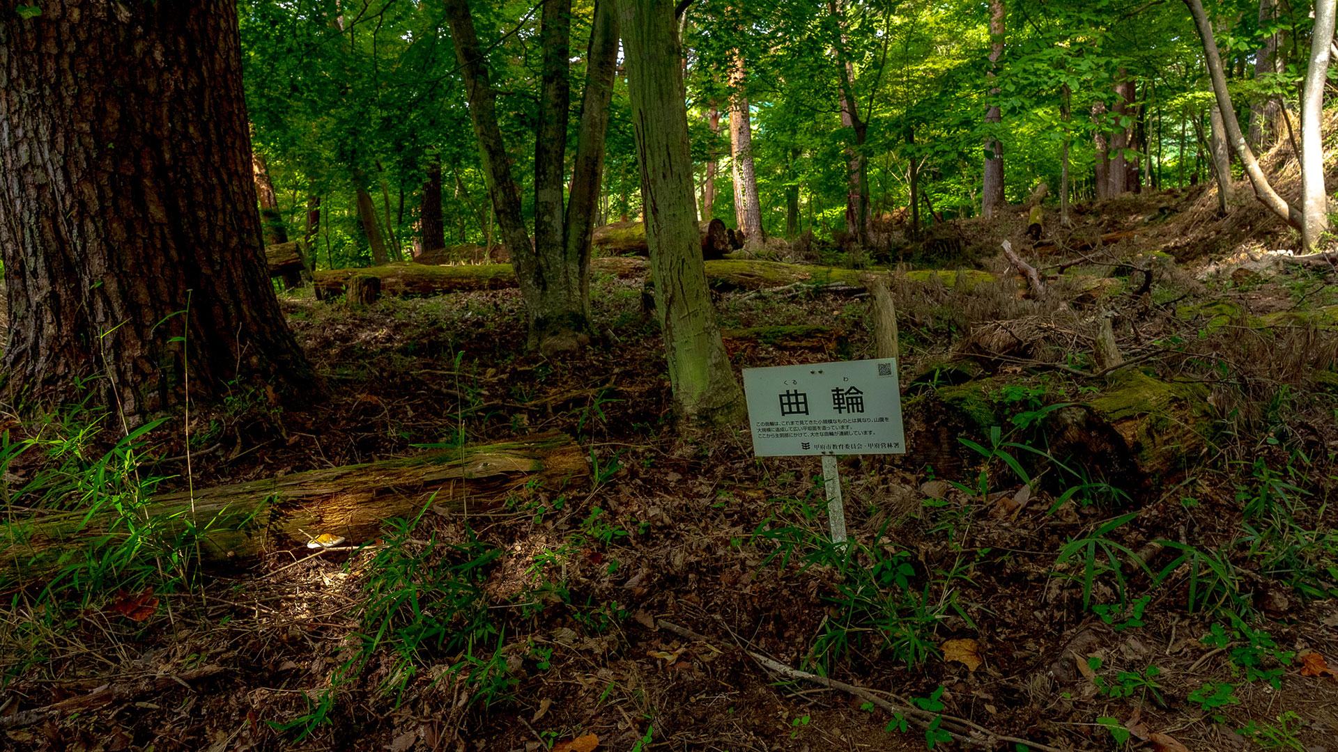 夏の要害山城跡8