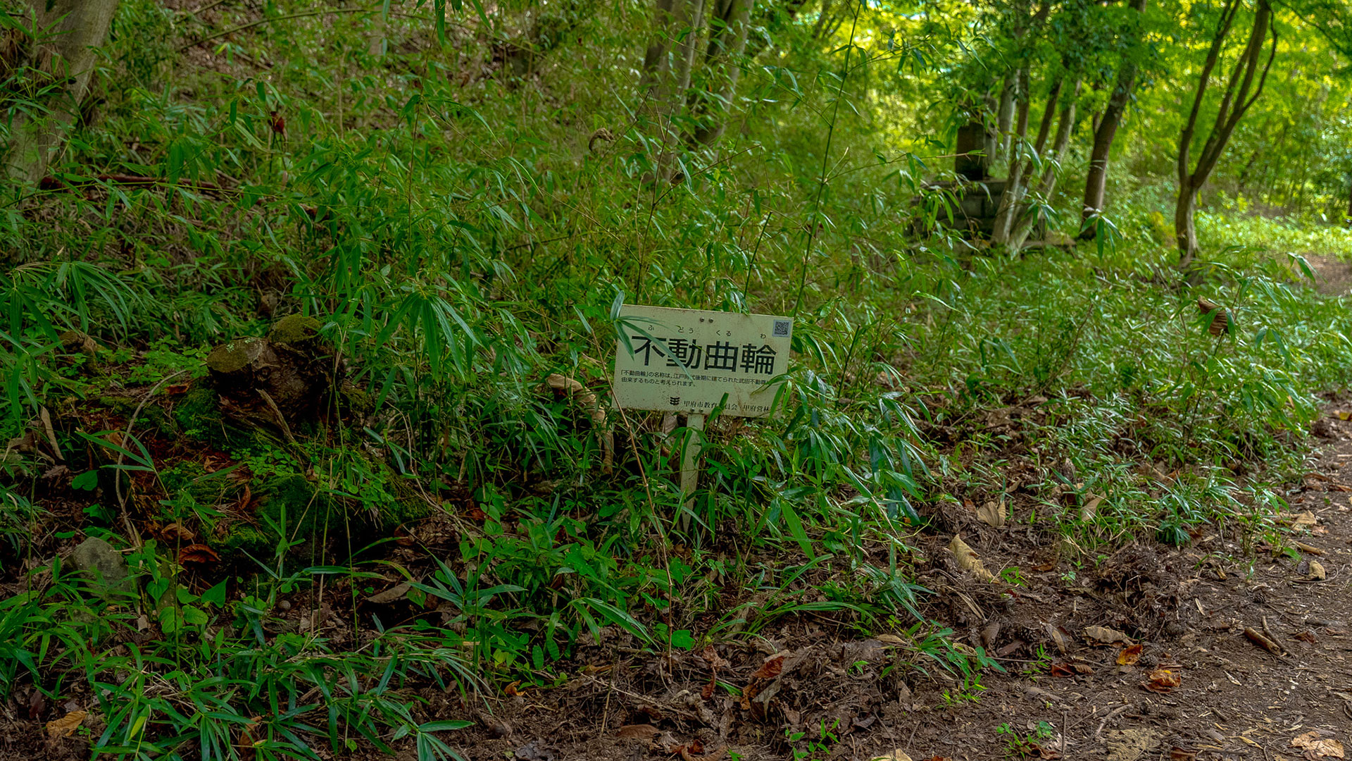 夏の要害山城跡9