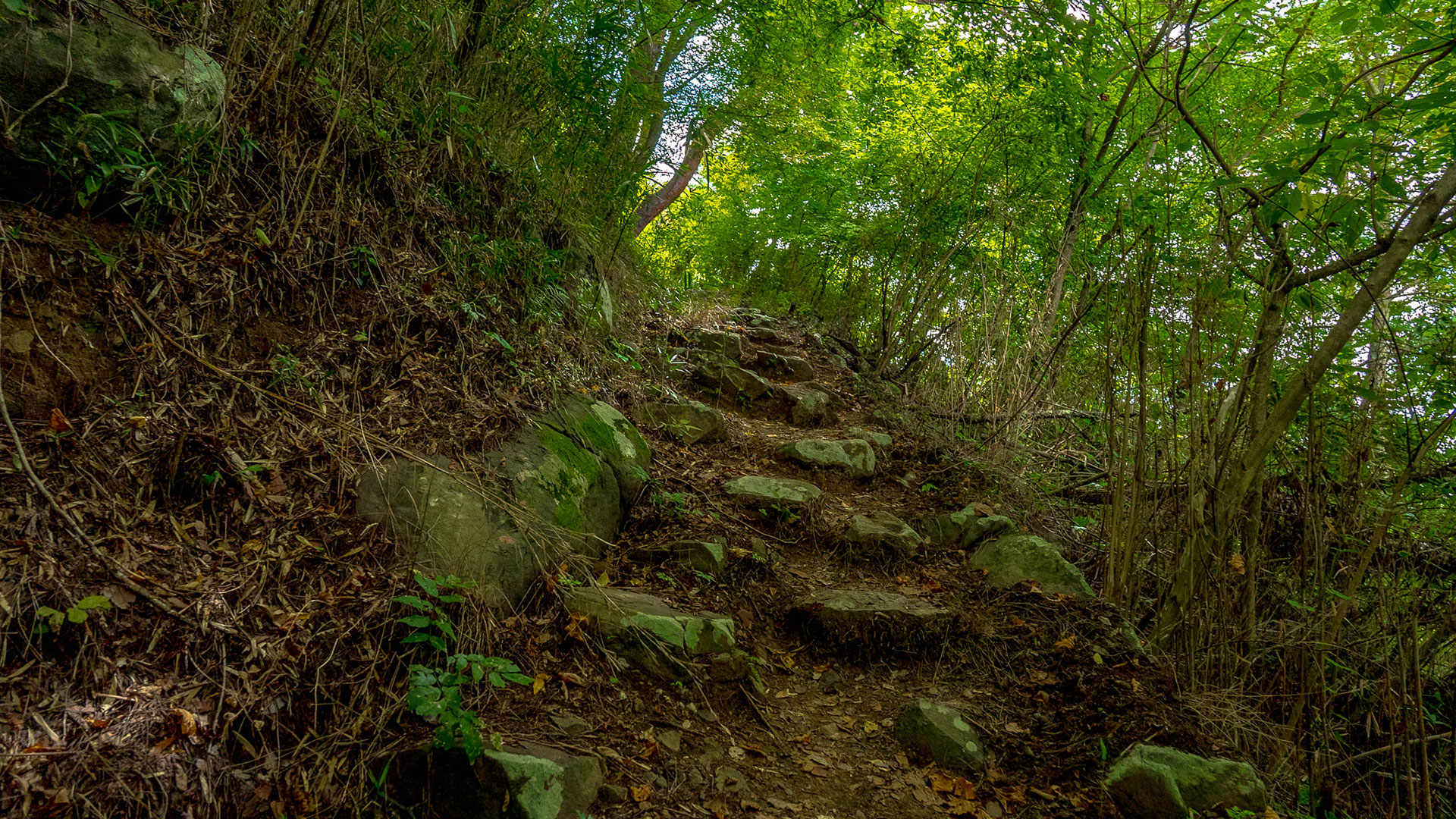 夏の要害山城跡10