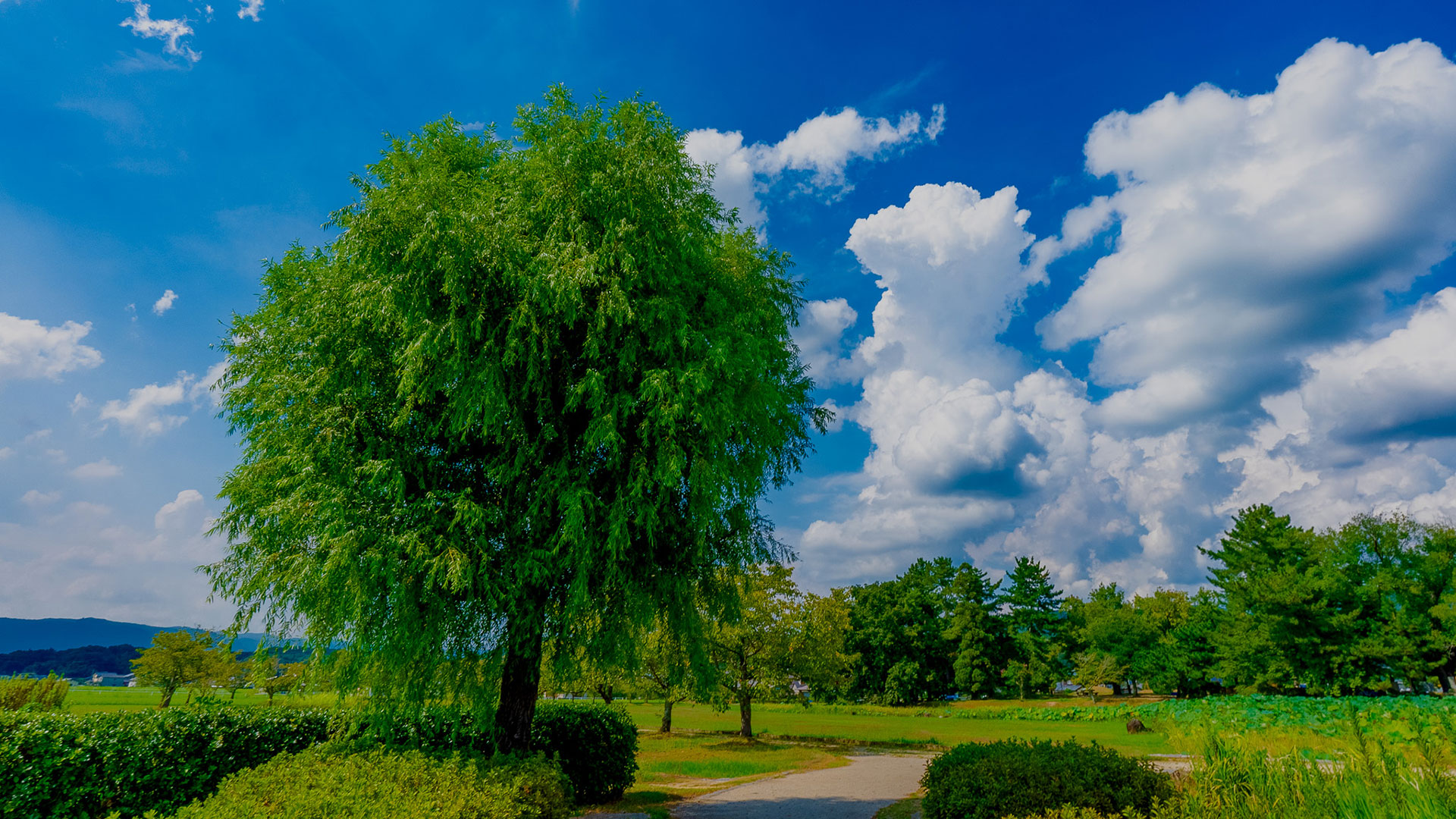夏の備中高松城6