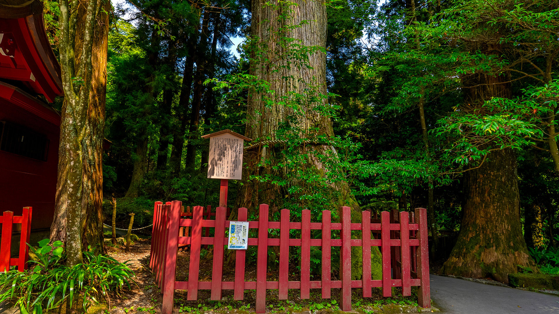 夏の箱根神社9
