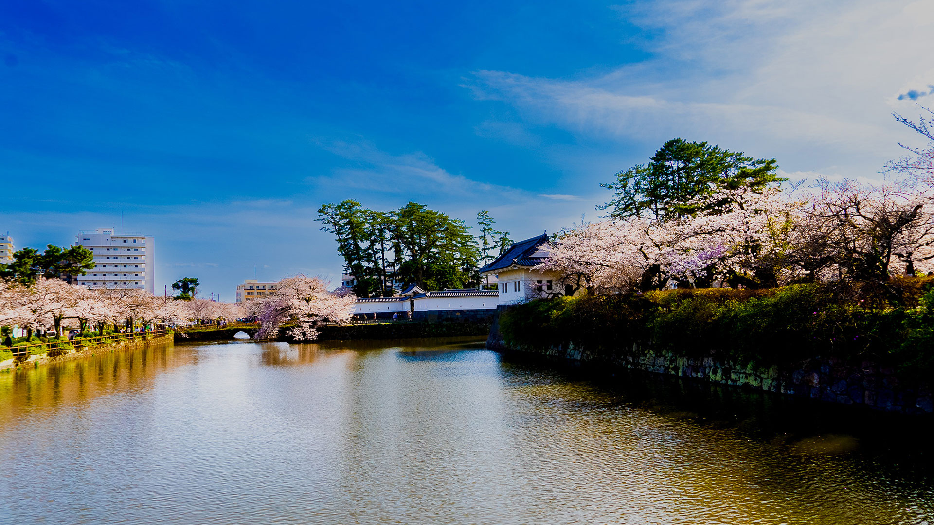 春の小田原城12