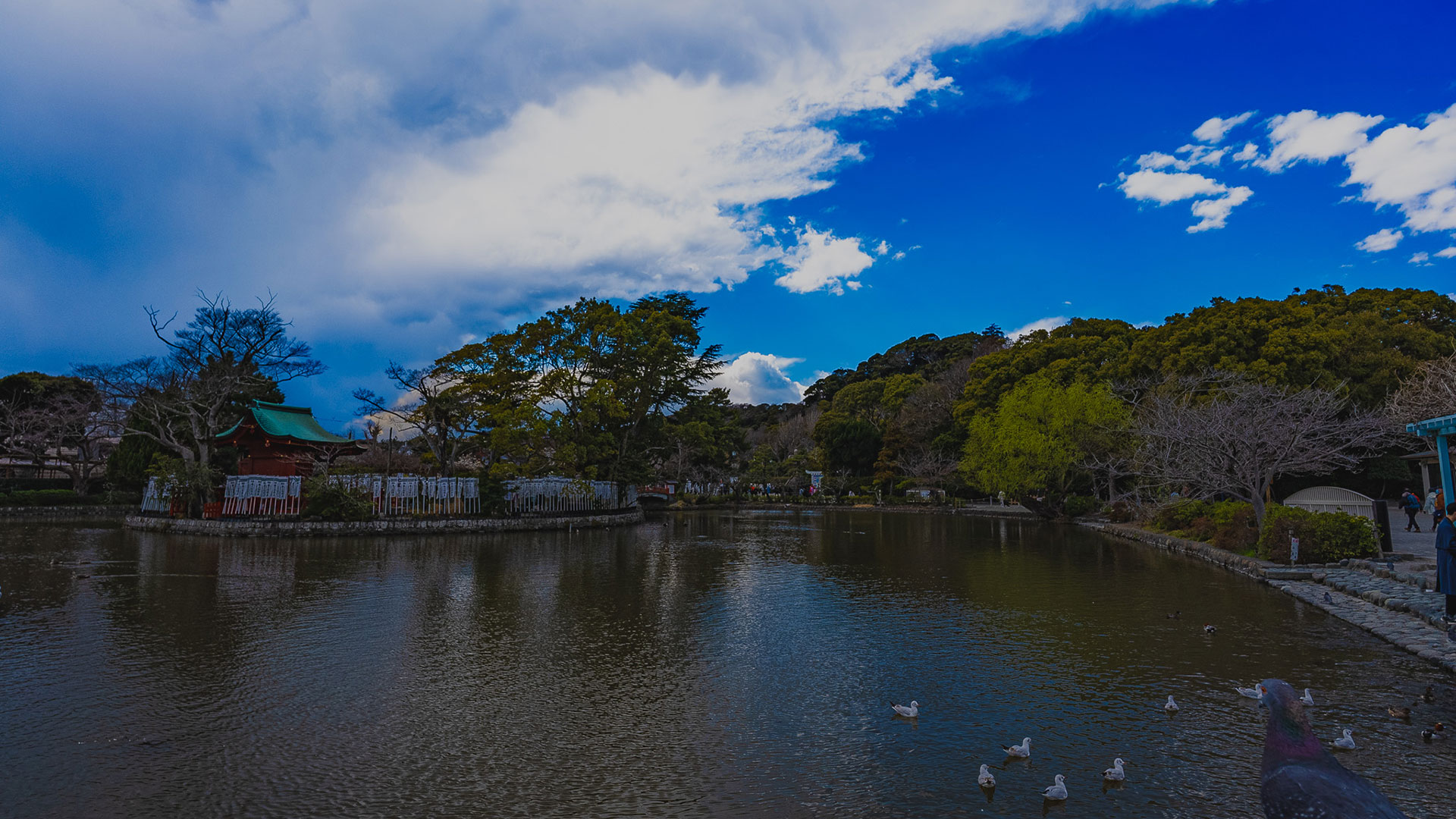 春の鶴岡八幡宮5