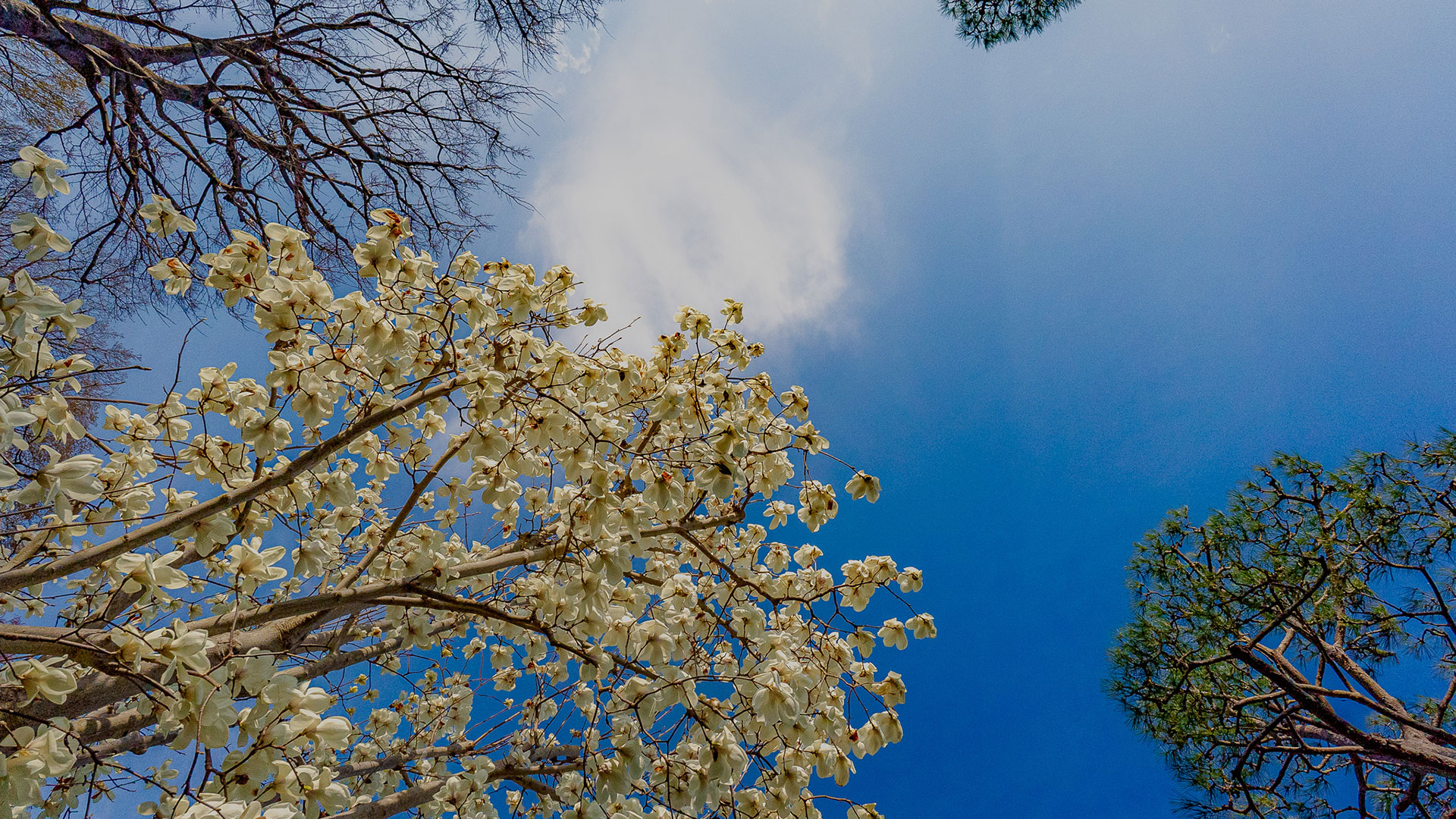 春の等々力不動尊4