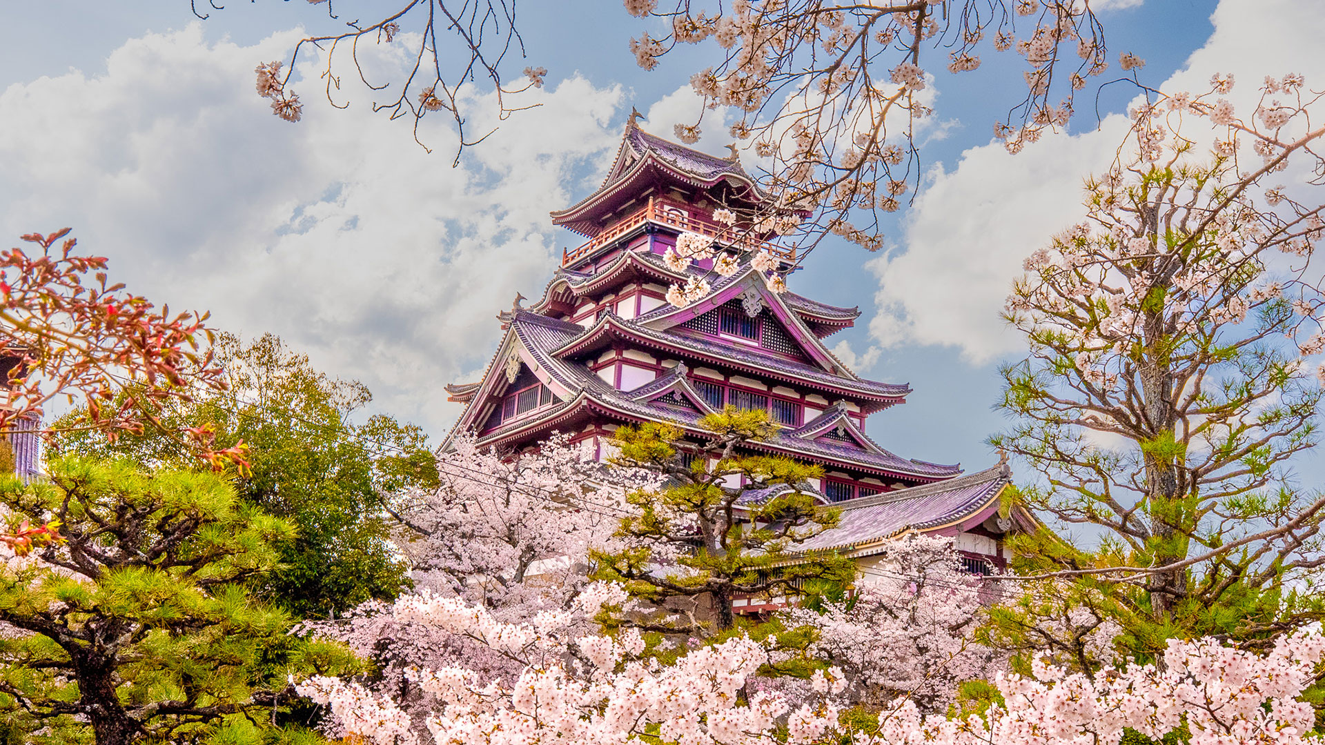 春の伏見桃山城2