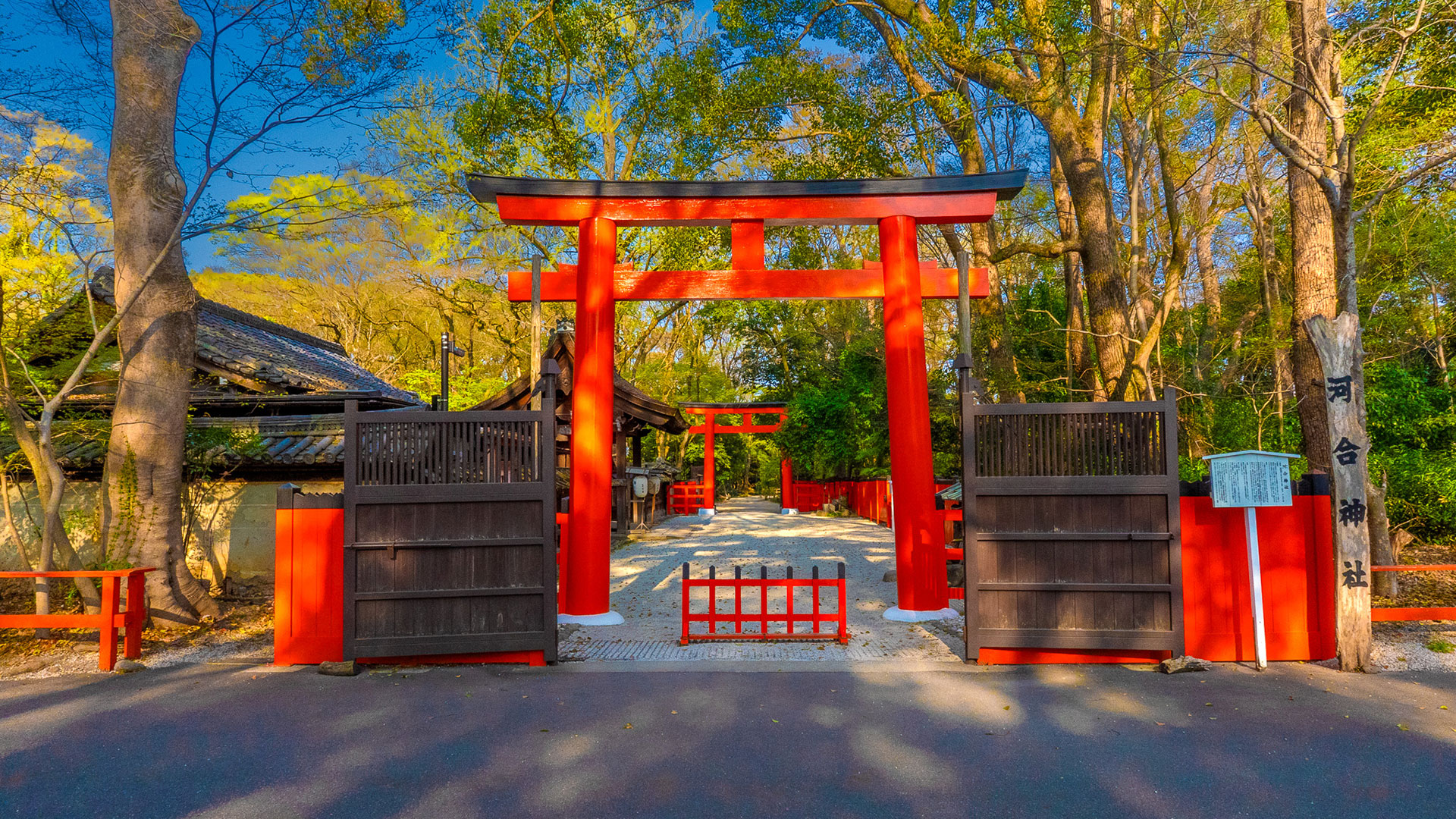 春の河合神社4