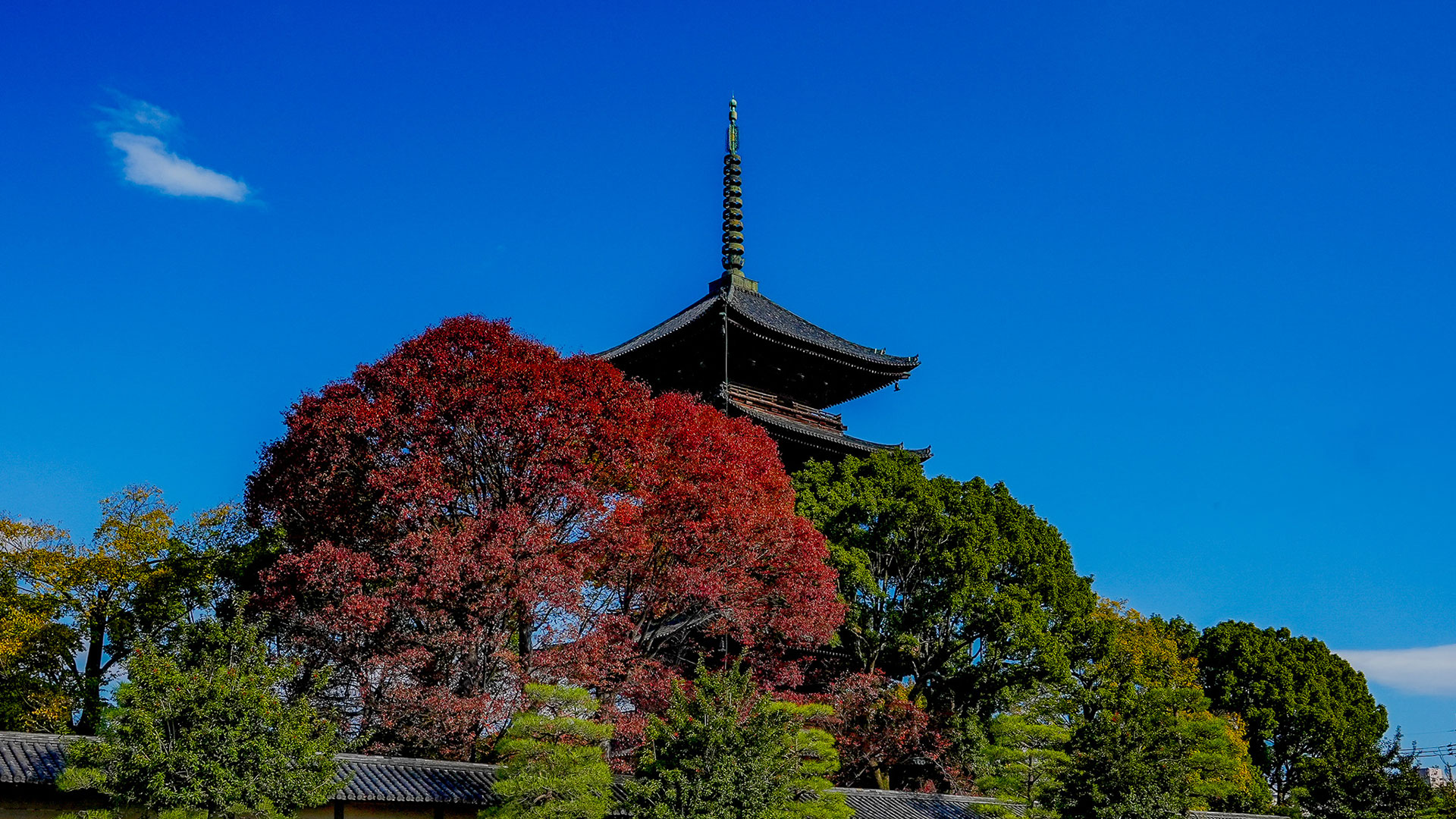 秋の東寺4