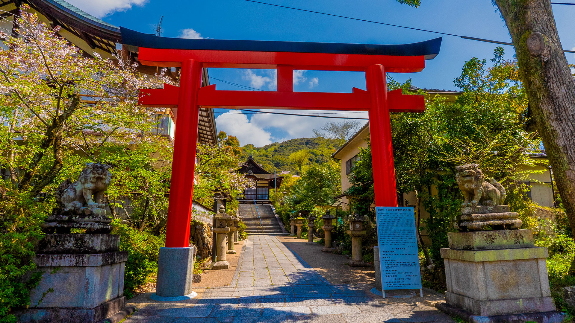 春の宇治上神社8