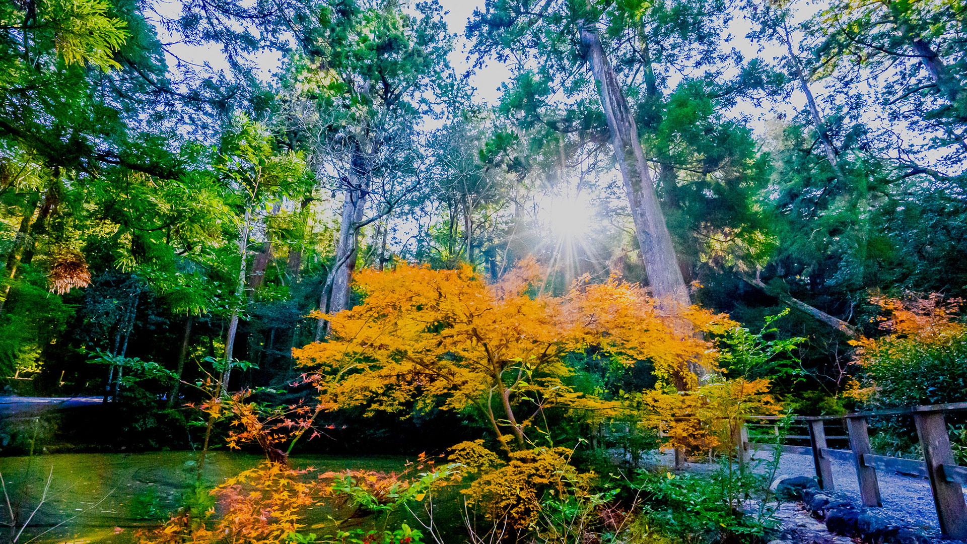 冬の伊勢神宮 外宮5