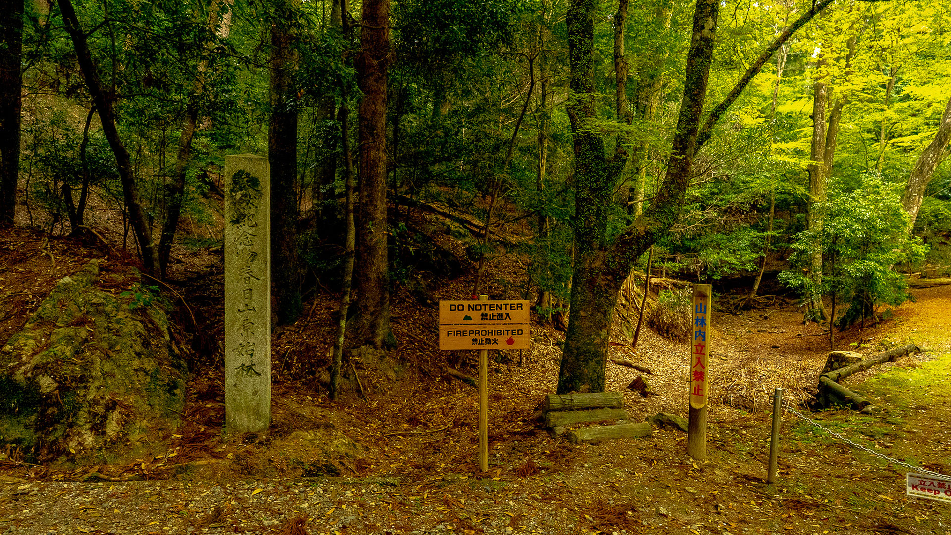 春日山原始林