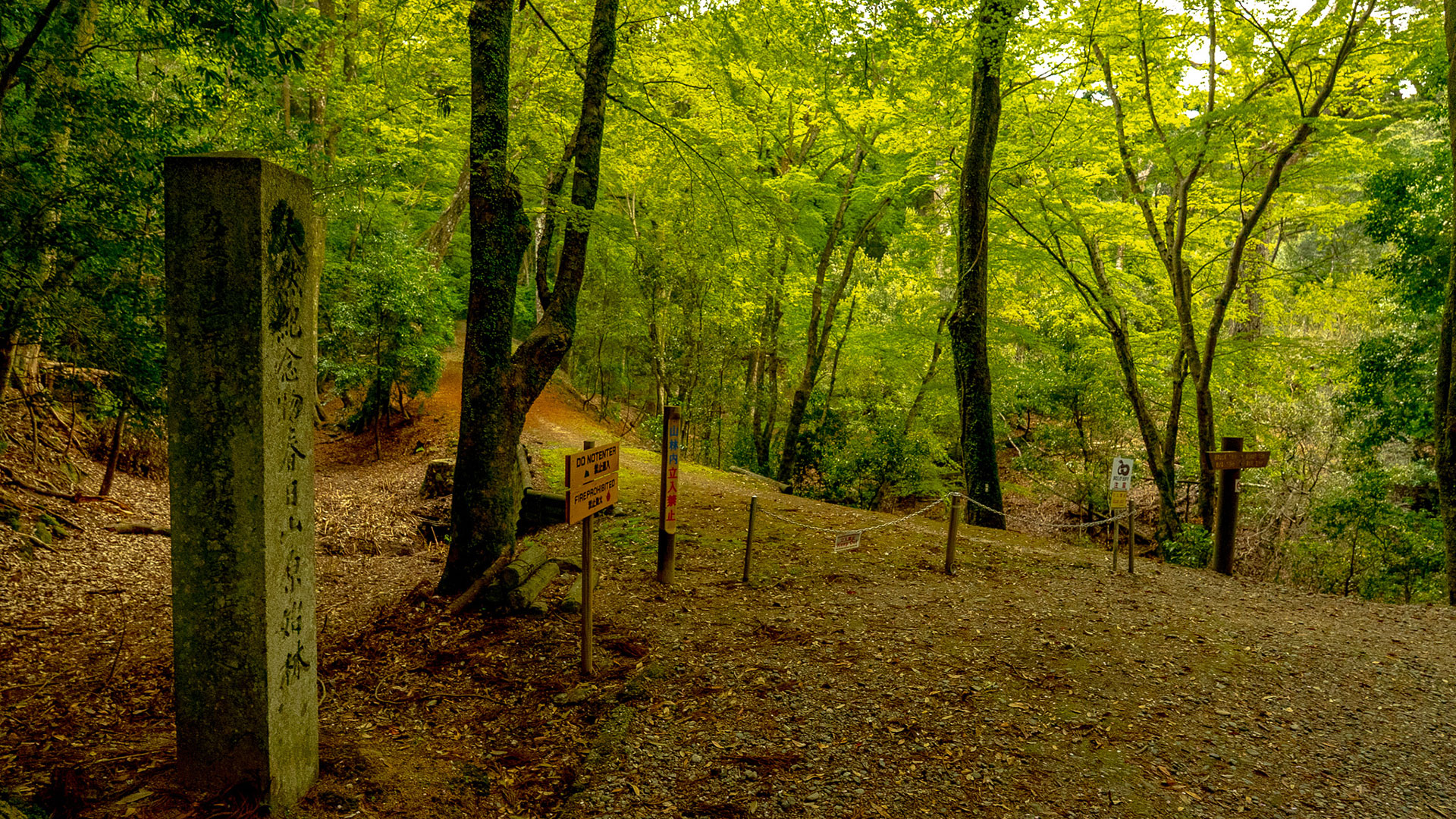 春の春日山原始林2