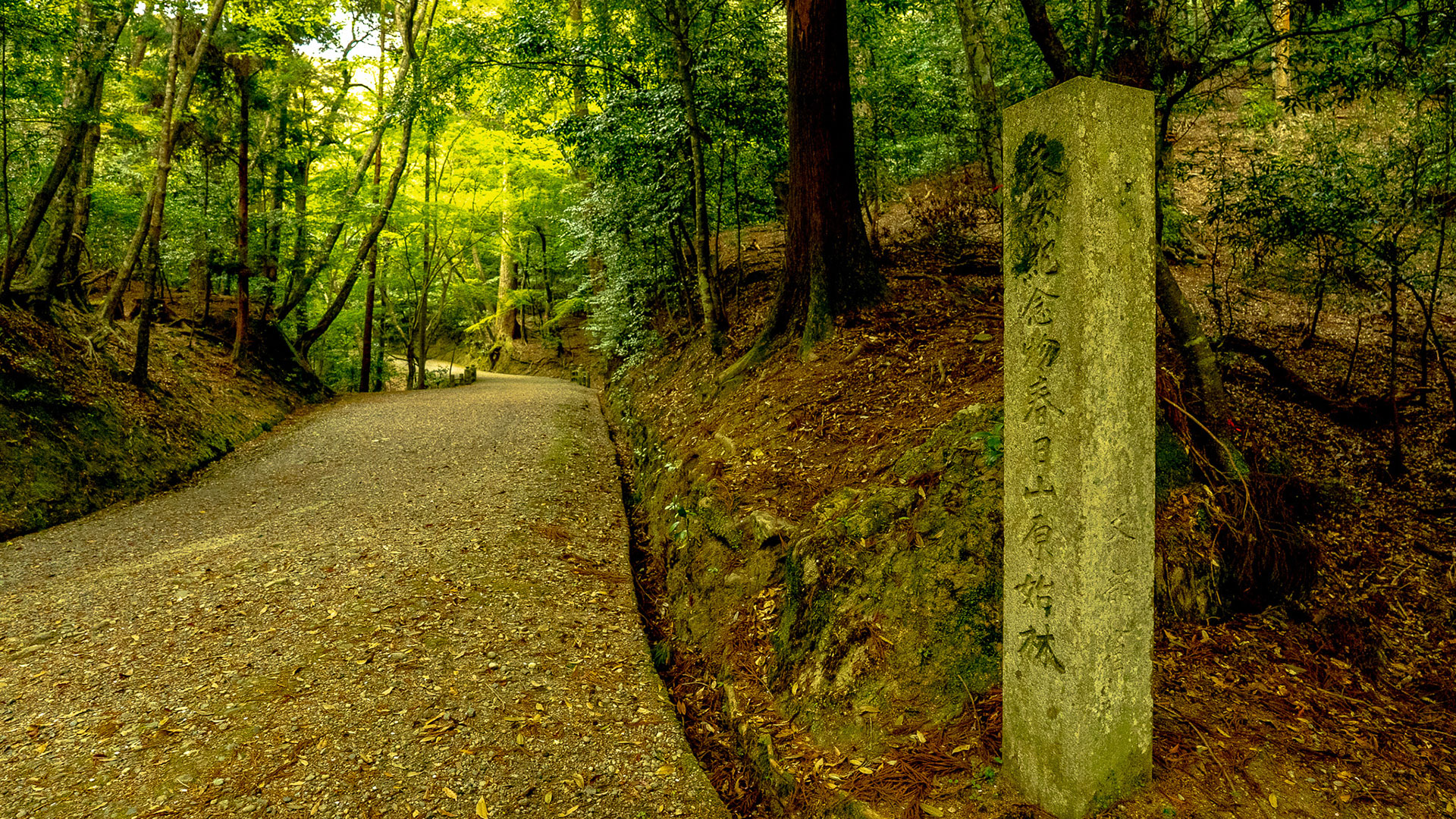 春の春日山原始林3