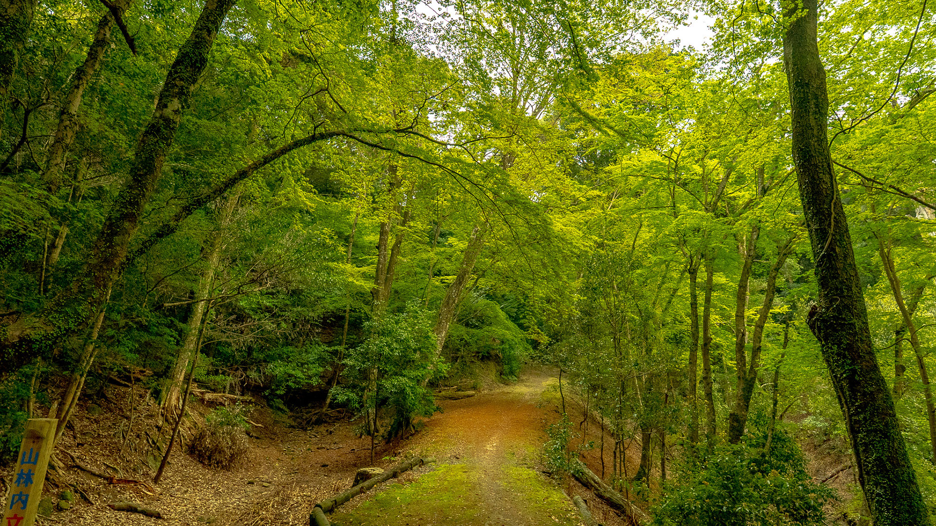 春の春日山原始林4