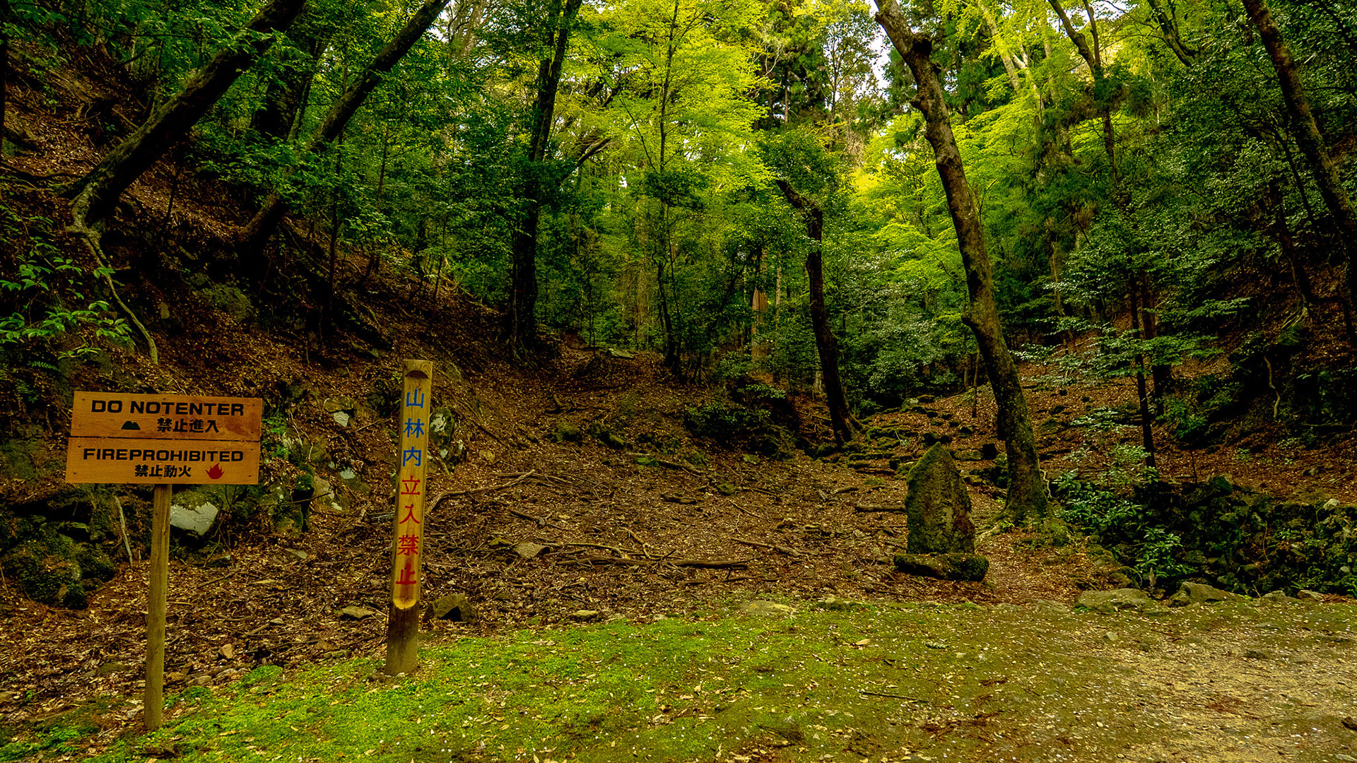 春の春日山原始林5