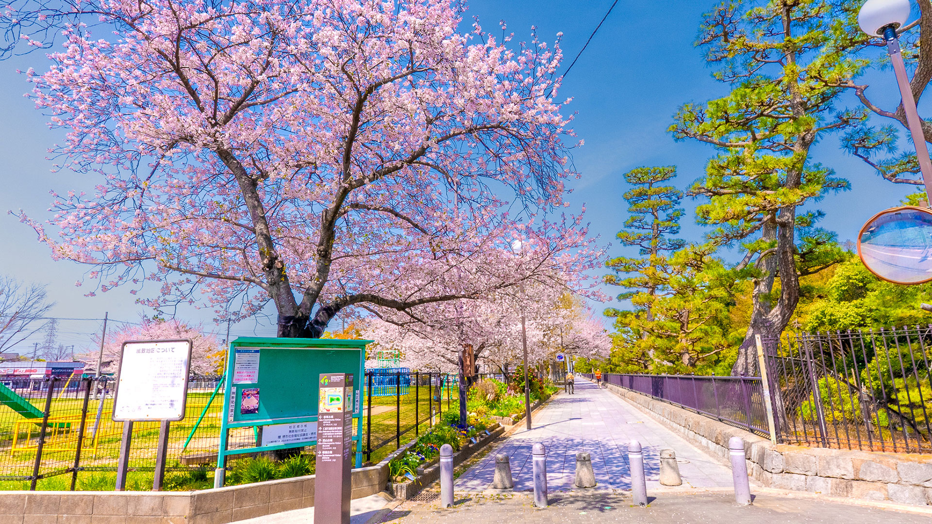 春の百舌鳥古墳群3