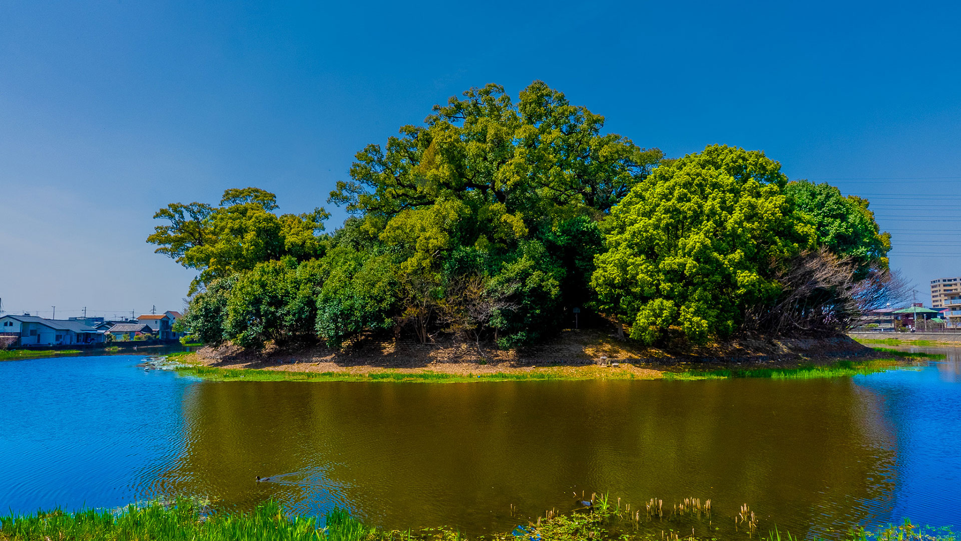 春の百舌鳥古墳群6