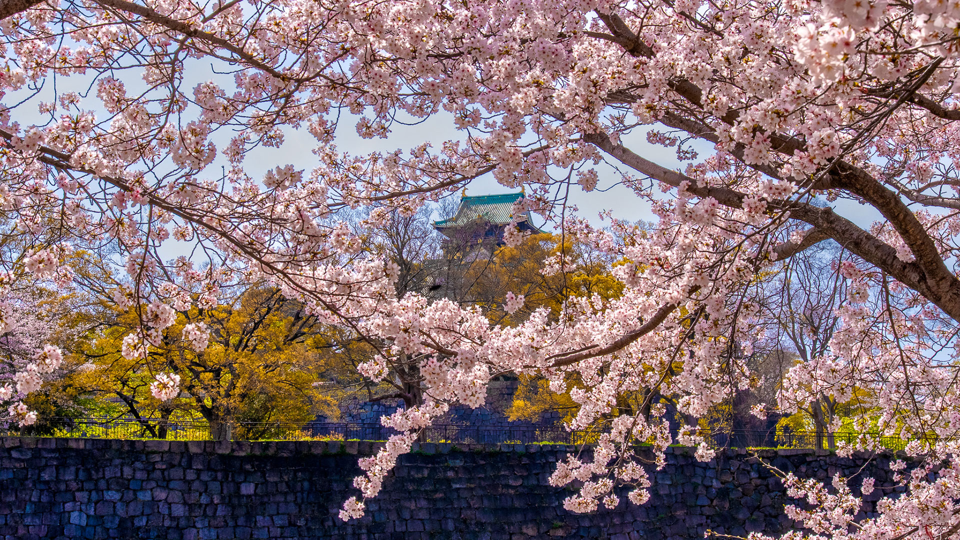 春の大阪城4