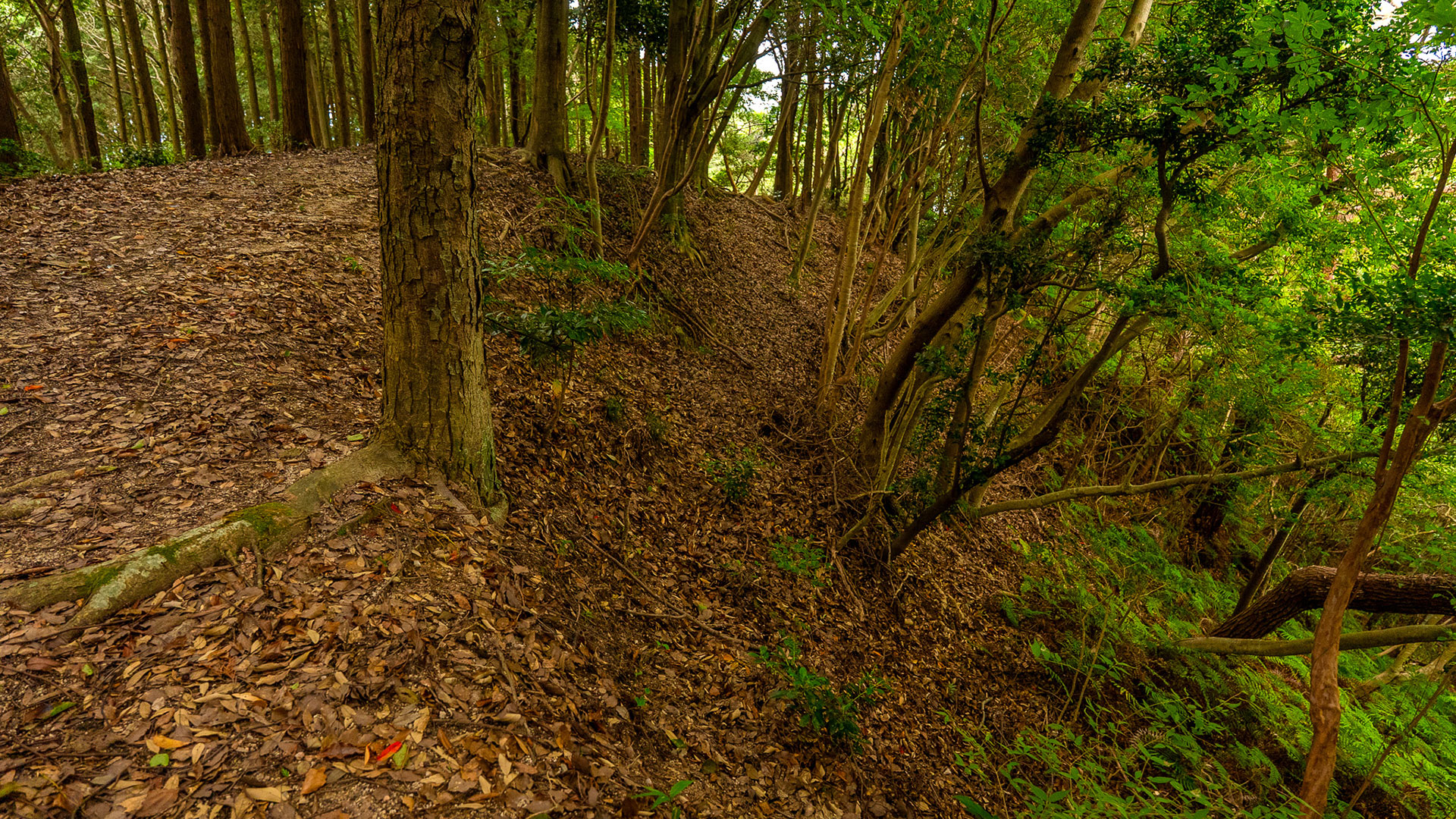 秋の大野城跡5