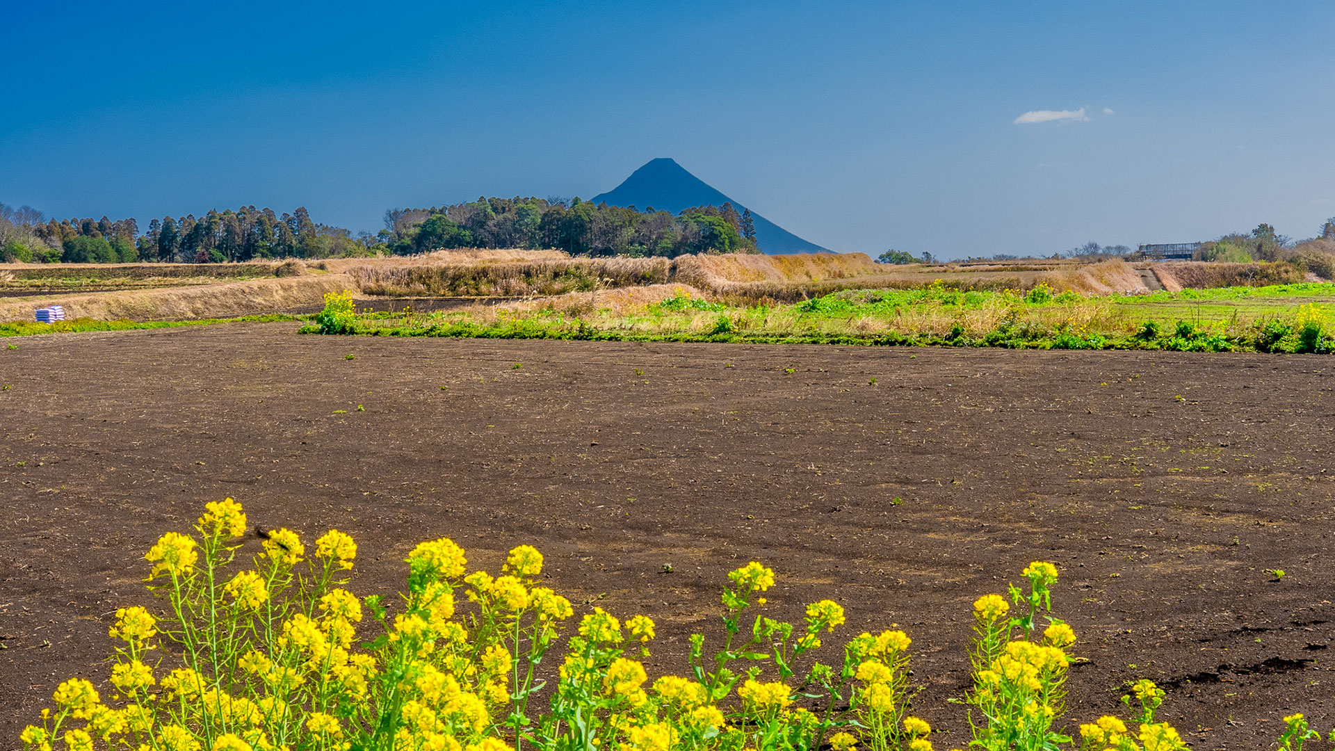 冬の南別府城跡3