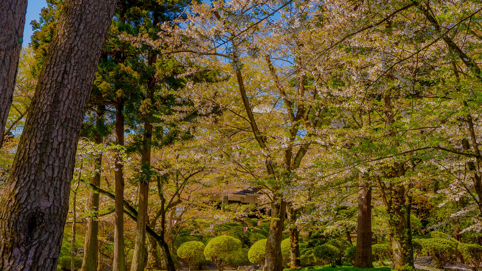 春の久保田城13