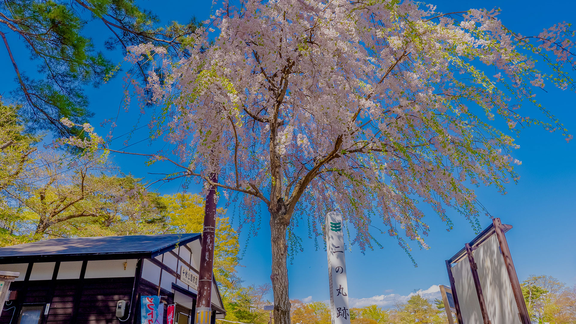 春の久保田城18