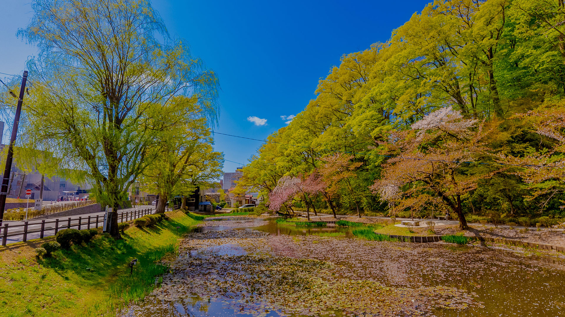 春の久保田城20